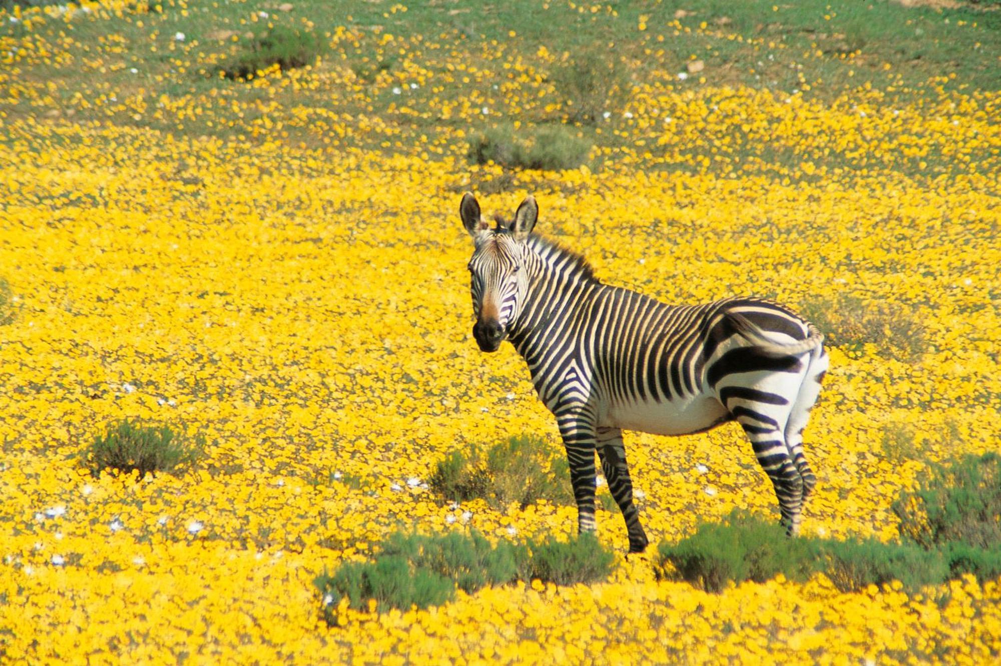 Bushmans Kloof Wilderness Reserve And Wellness Retreat Clanwilliam Exterior foto
